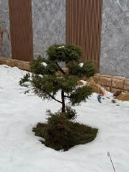 ��������� ��� ������, ��������� �-�, ������ ������, �������, 82 ���� 36