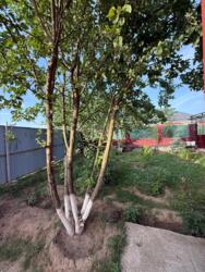 ��������� ��� ����������� ���., �������, ���� �������� ����� ������, 1 ���� 8