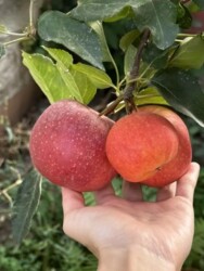 ��������� ��� ����������� ���., ������� ���� 5