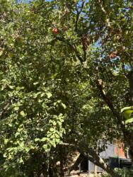 Летний дом в Бостандыкском районе фото 43 Летний дом в Бостандыкском районе фото 43