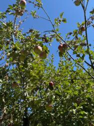 Летний дом в Бостандыкском районе фото 44 Летний дом в Бостандыкском районе фото 44